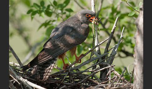 Rotfußfalke (Falco vespertinus)