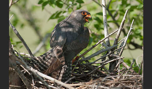 Rotfußfalke (Falco vespertinus)