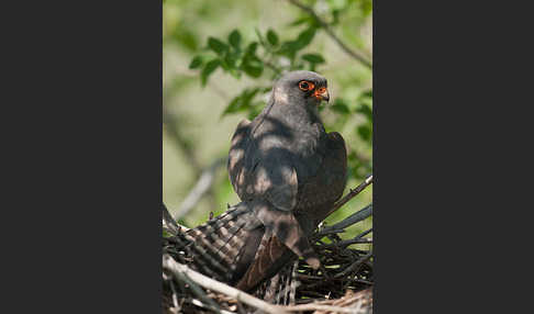 Rotfußfalke (Falco vespertinus)