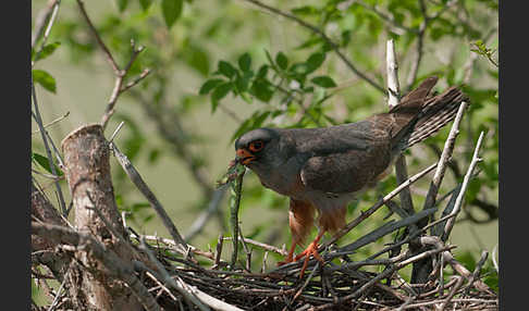 Rotfußfalke (Falco vespertinus)