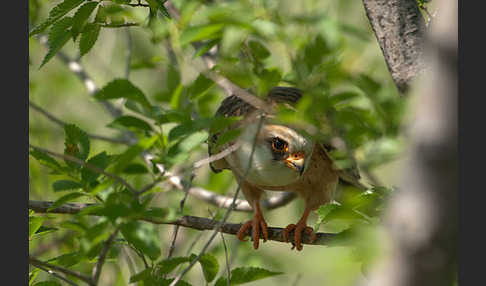 Rotfußfalke (Falco vespertinus)