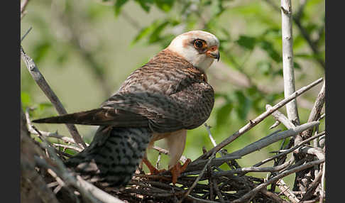 Rotfußfalke (Falco vespertinus)