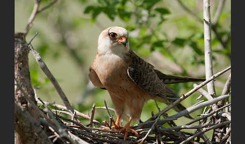 Rotfußfalke (Falco vespertinus)