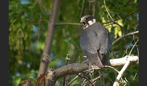 Baumfalke (Falco subbuteo)