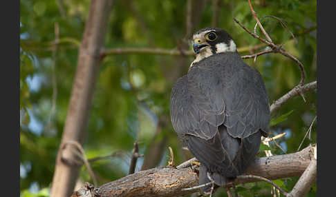 Baumfalke (Falco subbuteo)