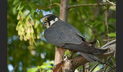 Baumfalke (Falco subbuteo)