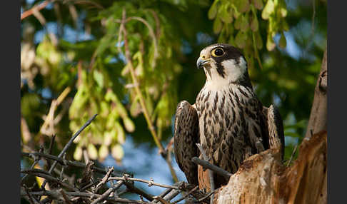 Baumfalke (Falco subbuteo)