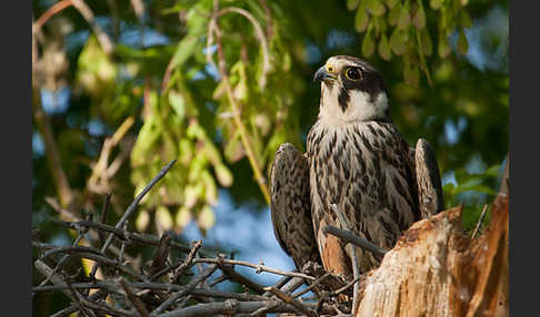 Baumfalke (Falco subbuteo)