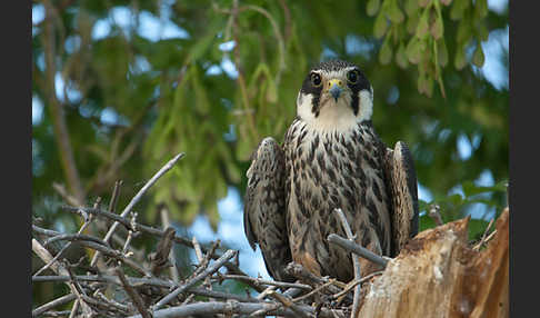 Baumfalke (Falco subbuteo)