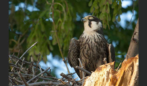 Baumfalke (Falco subbuteo)