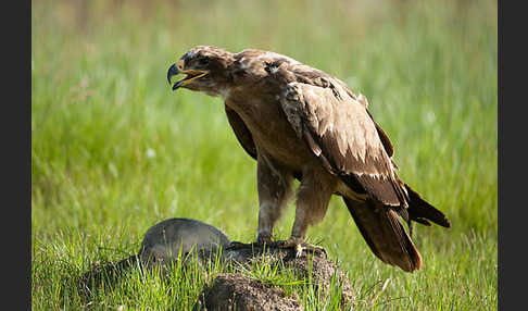 Steppenadler (Aquila nipalensis)