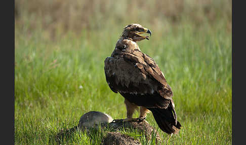 Steppenadler (Aquila nipalensis)