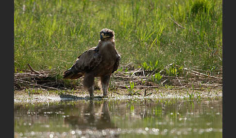 Steppenadler (Aquila nipalensis)