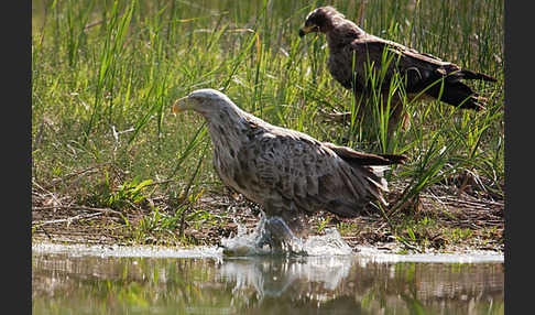 Seeadler (Haliaeetus albicilla)