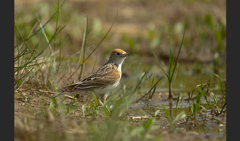 Weißflügellerche (Melanocorypha leucoptera)