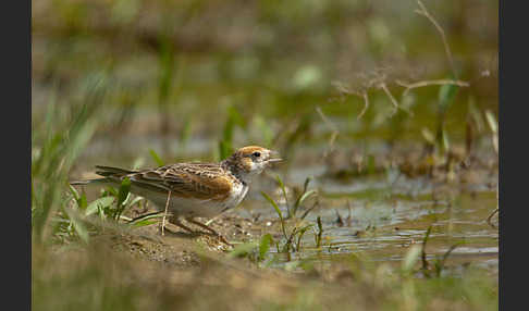 Weißflügellerche (Melanocorypha leucoptera)