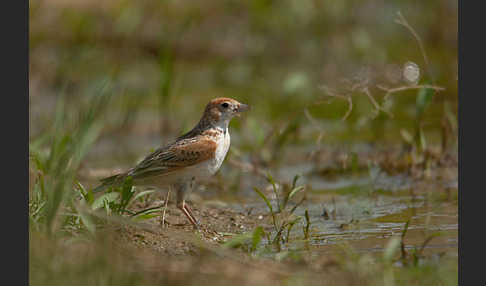 Weißflügellerche (Melanocorypha leucoptera)