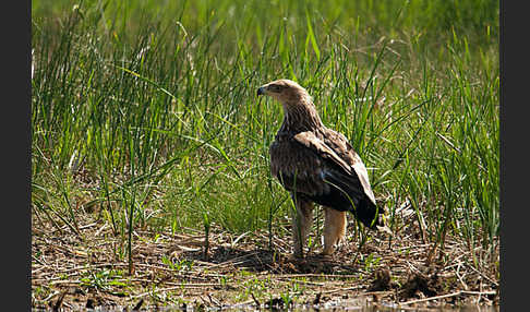 Kaiseradler (Aquila heliaca)