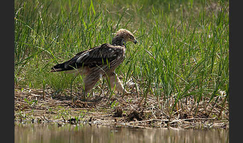 Kaiseradler (Aquila heliaca)