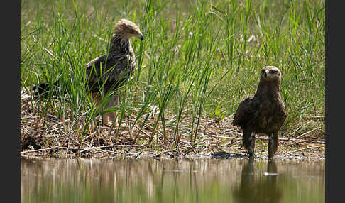 Kaiseradler (Aquila heliaca)