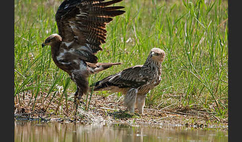 Kaiseradler (Aquila heliaca)