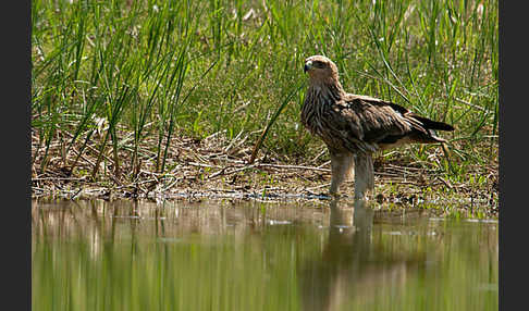 Kaiseradler (Aquila heliaca)