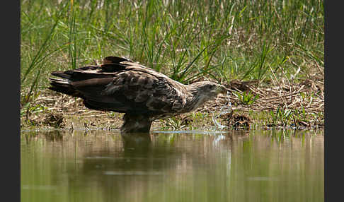 Seeadler (Haliaeetus albicilla)