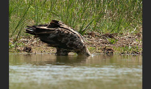 Seeadler (Haliaeetus albicilla)