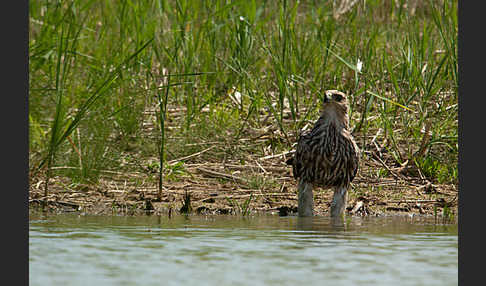 Kaiseradler (Aquila heliaca)