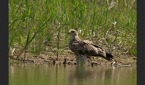 Kaiseradler (Aquila heliaca)