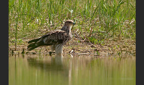 Kaiseradler (Aquila heliaca)