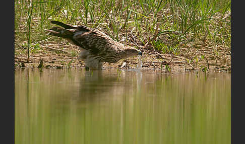 Kaiseradler (Aquila heliaca)