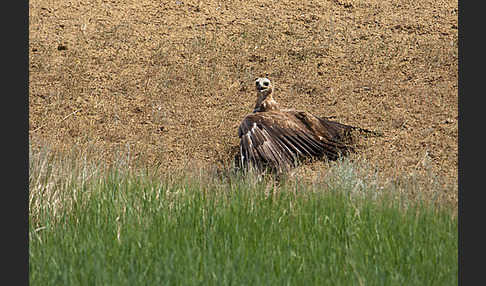 Steppenadler (Aquila nipalensis)