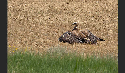 Steppenadler (Aquila nipalensis)