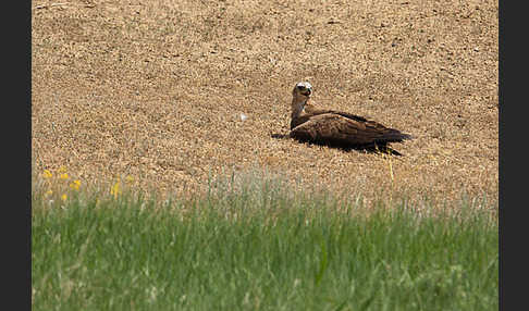 Steppenadler (Aquila nipalensis)