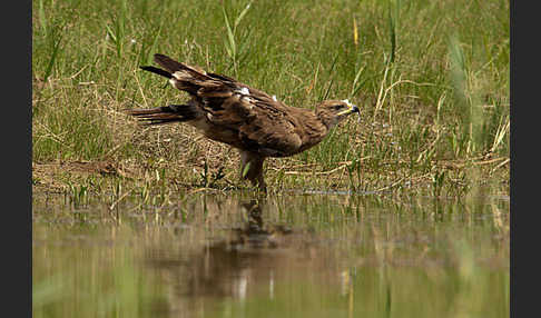 Steppenadler (Aquila nipalensis)