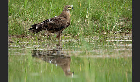 Steppenadler (Aquila nipalensis)