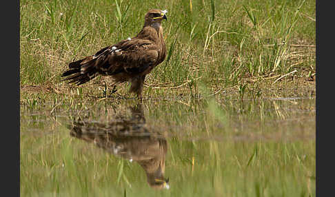 Steppenadler (Aquila nipalensis)