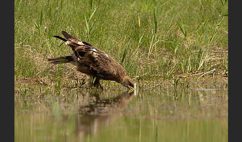 Steppenadler (Aquila nipalensis)