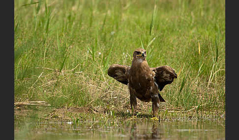 Steppenadler (Aquila nipalensis)