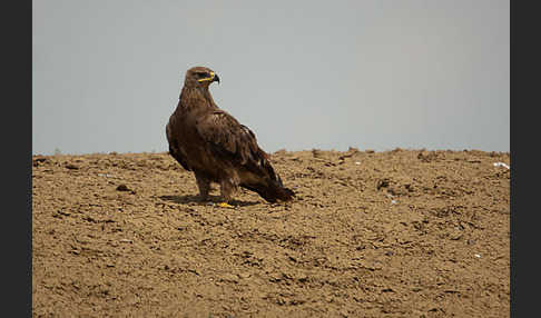 Steppenadler (Aquila nipalensis)