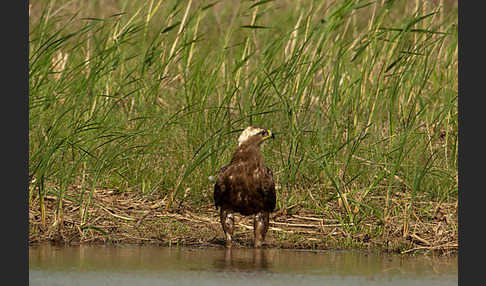 Steppenadler (Aquila nipalensis)