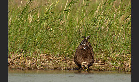 Steppenadler (Aquila nipalensis)