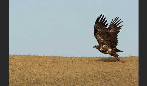 Steppenadler (Aquila nipalensis)