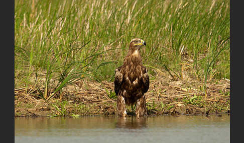 Steppenadler (Aquila nipalensis)