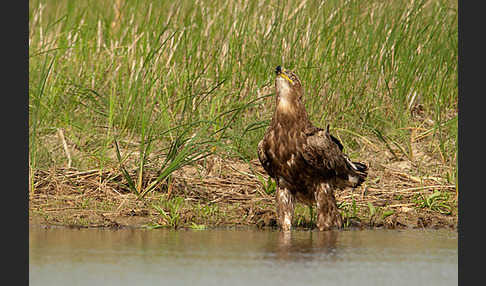 Steppenadler (Aquila nipalensis)