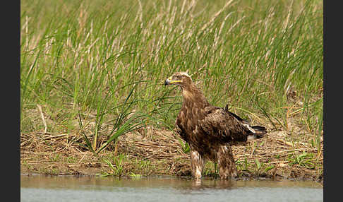 Steppenadler (Aquila nipalensis)