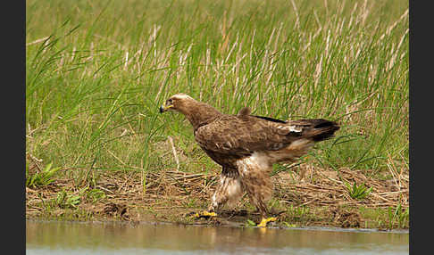 Steppenadler (Aquila nipalensis)