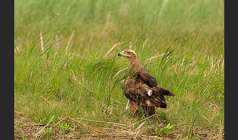 Steppenadler (Aquila nipalensis)