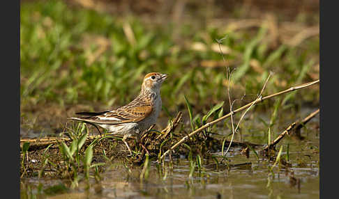 Weißflügellerche (Melanocorypha leucoptera)